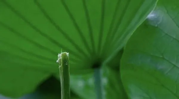 罚款!南京玄武湖并蒂莲被游客摘下 采摘者被罚200元