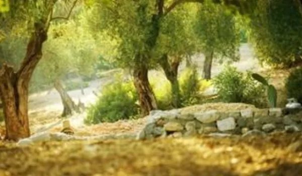 祖先的摇篮二三自然段的仿写？