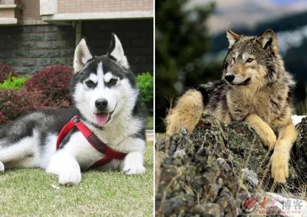 疑似狼的事件详解