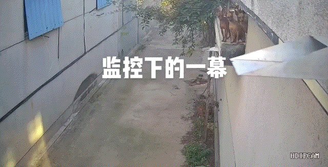 路人镜头下的刘德华 年龄真数字的动态图