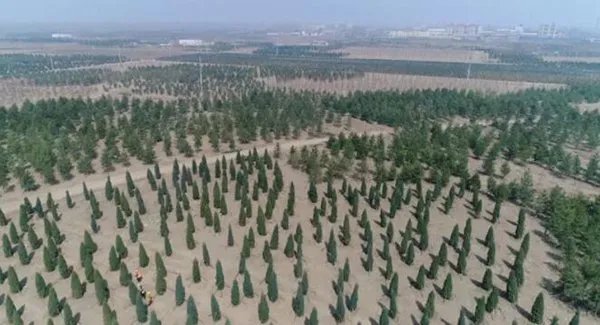 北极冰盖消失，拯救北极的方法有哪些？