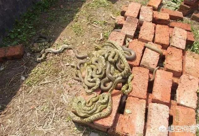 养殖的大王蛇一斤能够卖到多少钱？现在养殖大王蛇市场前景怎么样？