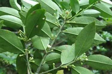 毛冬青的功效与作用