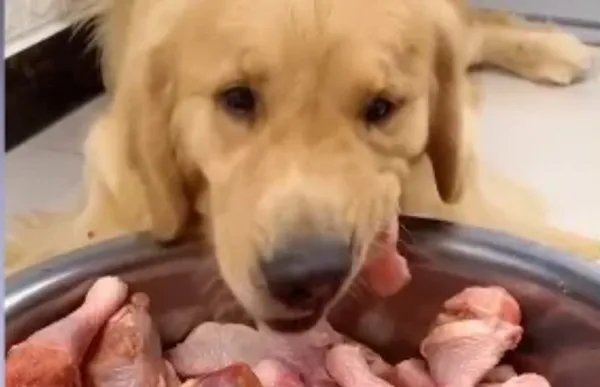 宠物博主让狗当大胃王，为了卖货就可以不择手段？