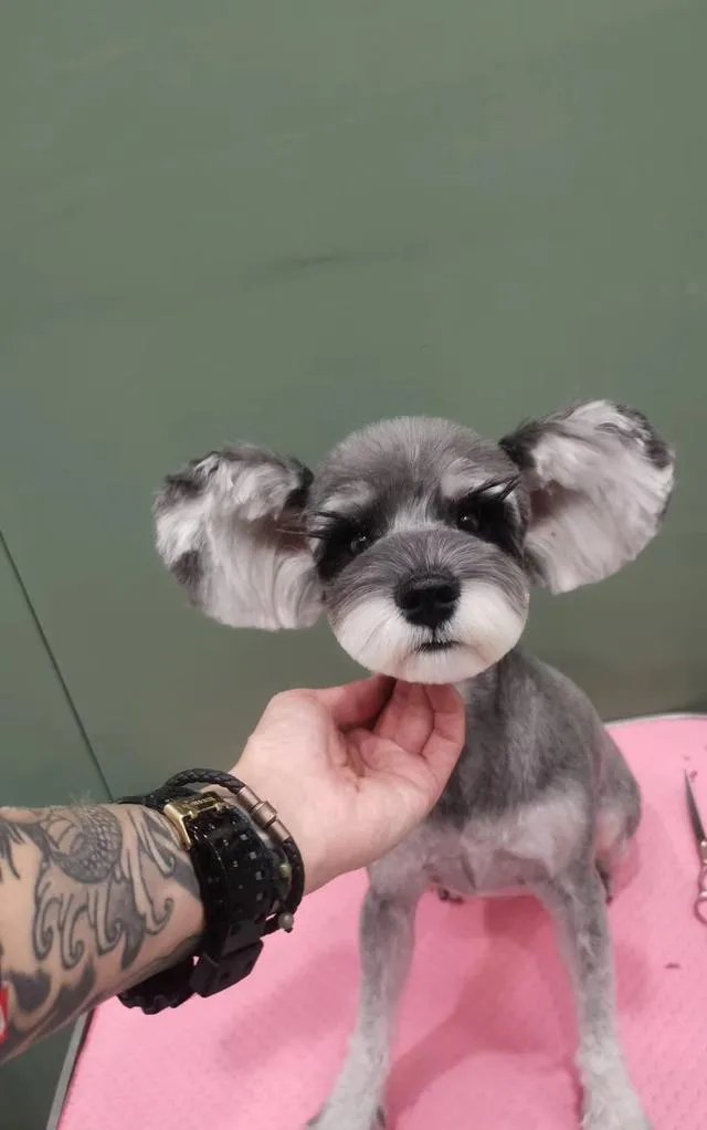 为什么很多养过雪纳瑞的人，都不愿意再养其他的狗呢？