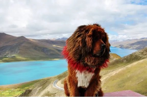 藏獒喂养有哪些注意事项？