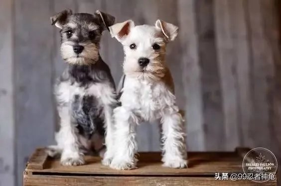 为什么很多养过雪纳瑞的人，都不愿意再养其他的狗呢？