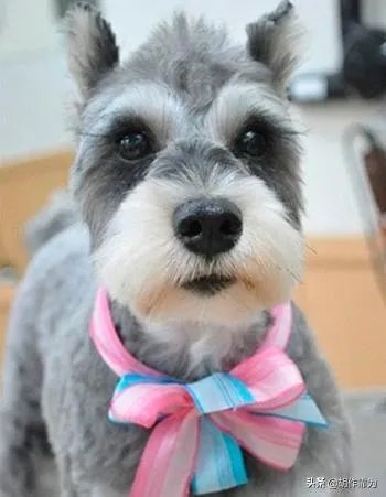 为什么很多养过雪纳瑞的人，都不愿意再养其他的狗呢？