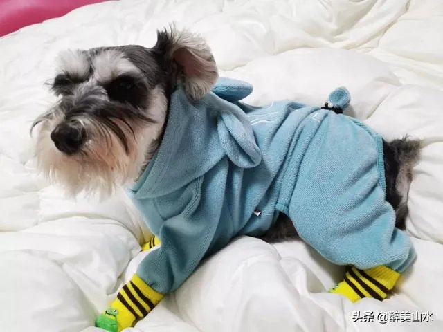 为什么很多养过雪纳瑞的人，都不愿意再养其他的狗呢？