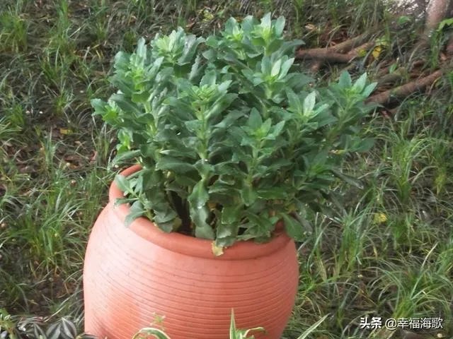 你怎么看待江西抚州遇害者女儿称，下葬日庆功恶心？