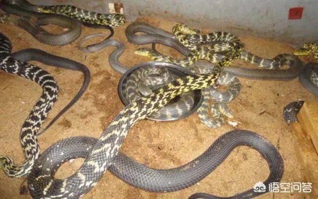 养殖的大王蛇一斤能够卖到多少钱？现在养殖大王蛇市场前景怎么样？