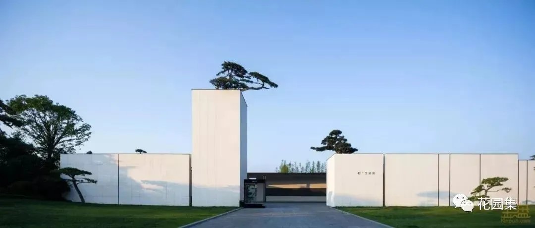 造型松，无奇不自由！气质庭院必备元素