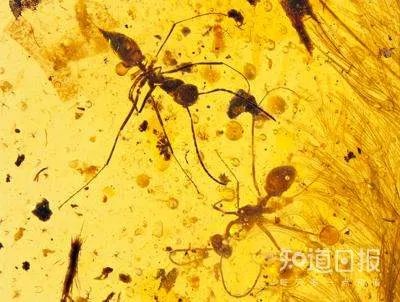 我们是怎样在琥珀里发现恐龙尾巴的？