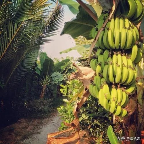 香蕉和芭蕉怎么区别？