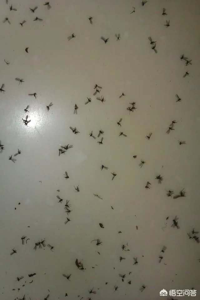 花盆里有小飞虫怎么办？