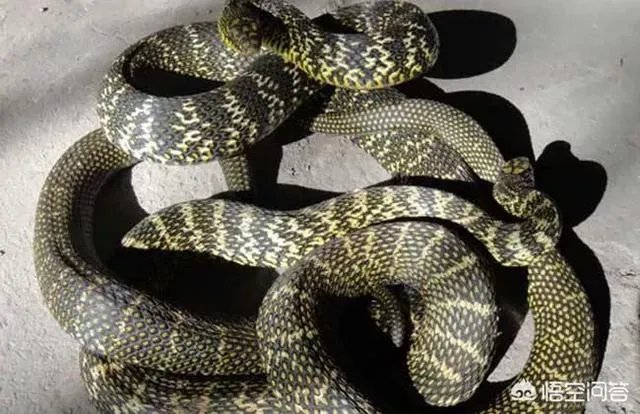 养殖的大王蛇一斤能够卖到多少钱？现在养殖大王蛇市场前景怎么样？