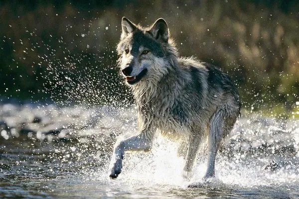 北京动物园游客扎堆喂狼吃草，狼为啥还配合吃？