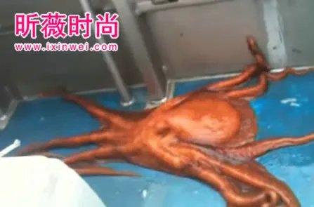 渔民将章鱼放在船上 下幕难以相信（组图）
