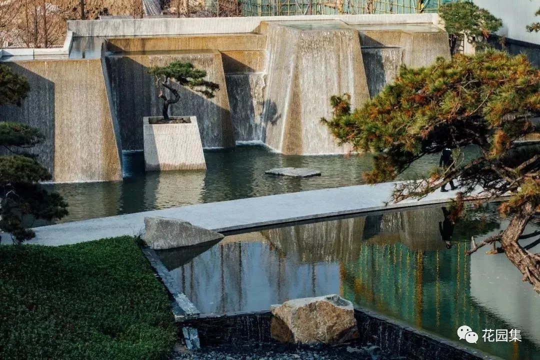 造型松，无奇不自由！气质庭院必备元素