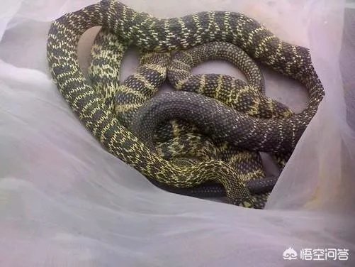 养殖的大王蛇一斤能够卖到多少钱？现在养殖大王蛇市场前景怎么样？