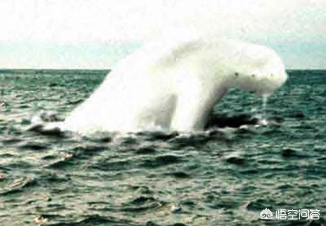 南极洲发现的神秘物种ningen真的存在吗？