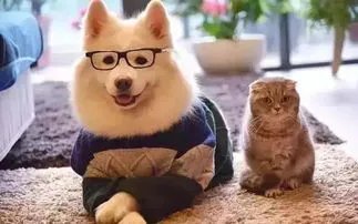 一位大爷玩轮滑和未牵绳的狗相撞，大爷的伤势情况如何？