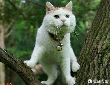 小猫死了拿去挂树被别的猫看见了有什么忌讳吗？