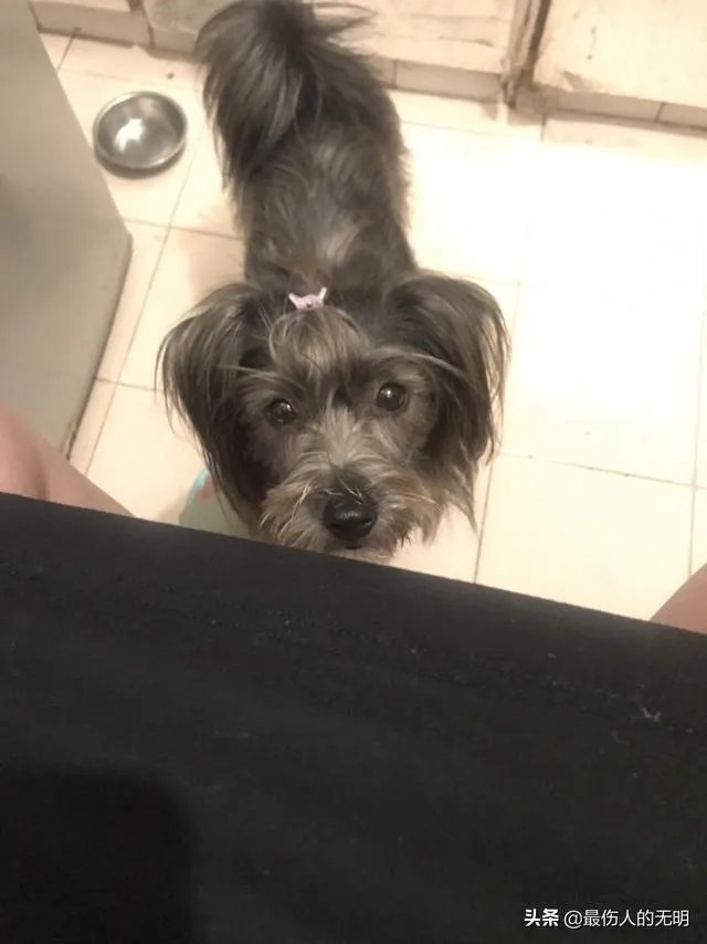 为什么很多养过雪纳瑞的人，都不愿意再养其他的狗呢？