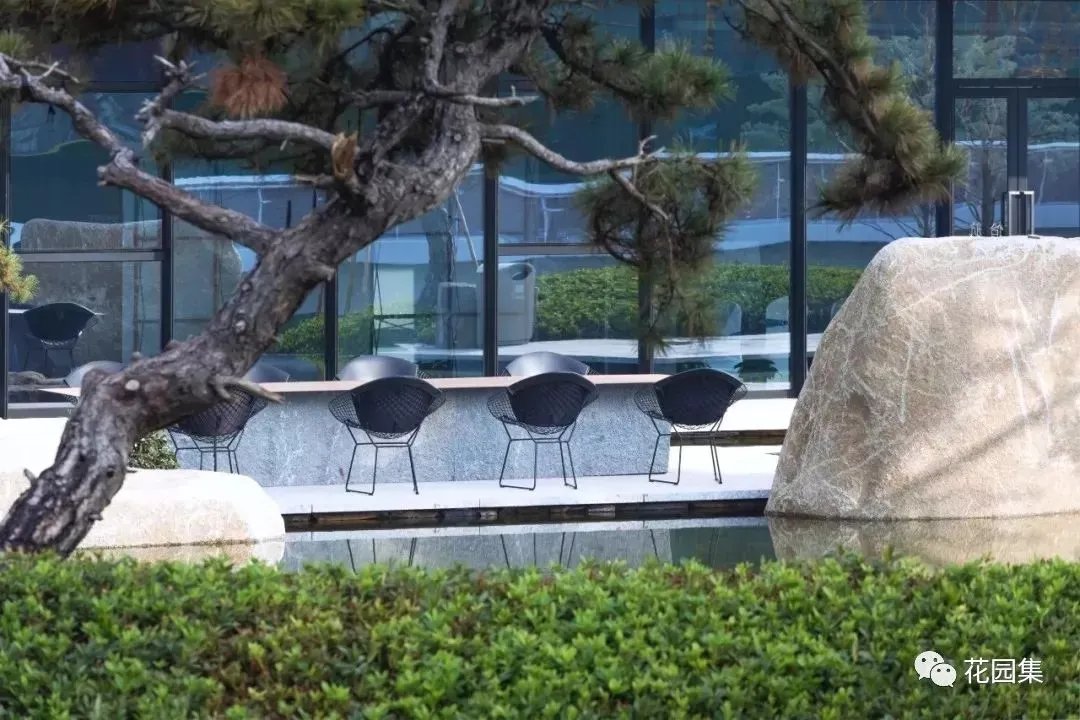 造型松，无奇不自由！气质庭院必备元素