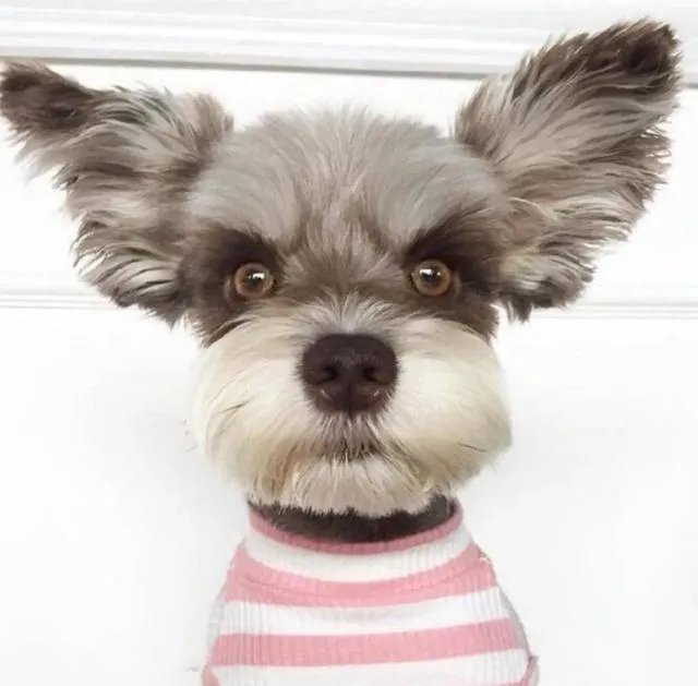 为什么很多养过雪纳瑞的人，都不愿意再养其他的狗呢？