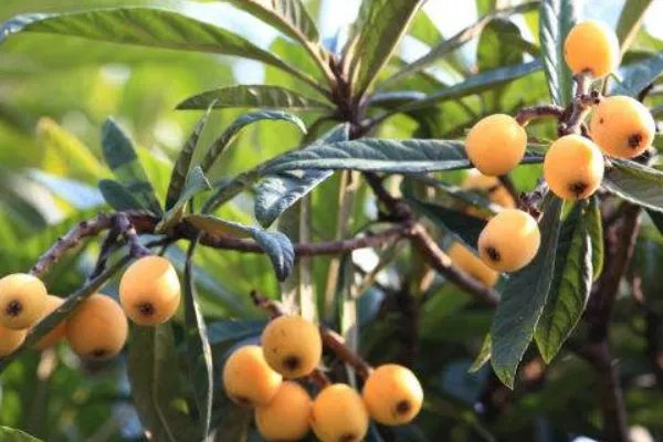 中国枇杷之乡在哪里？