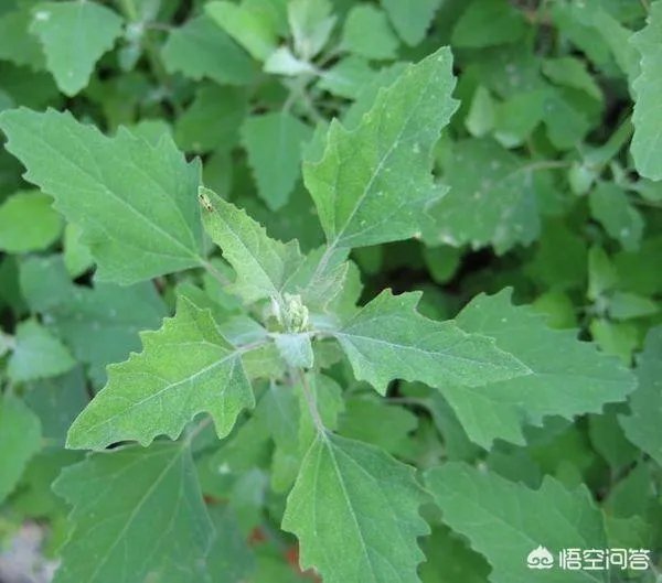 农村田野很多野菜都冒出了头，什么野菜是这个时节比较好采又好吃的？