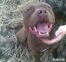 怎么区分比特犬、杜高犬和卡斯特牧羊犬?