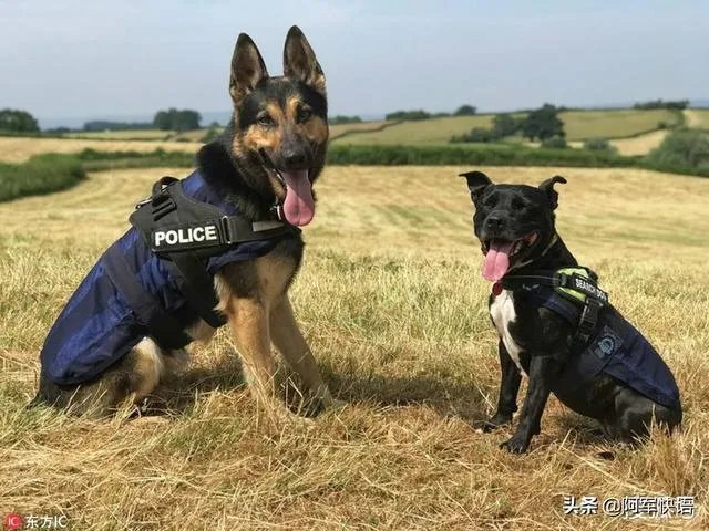 广元七旬老人深山迷路被困5天，警犬悬崖下将其找到, 你怎么看？