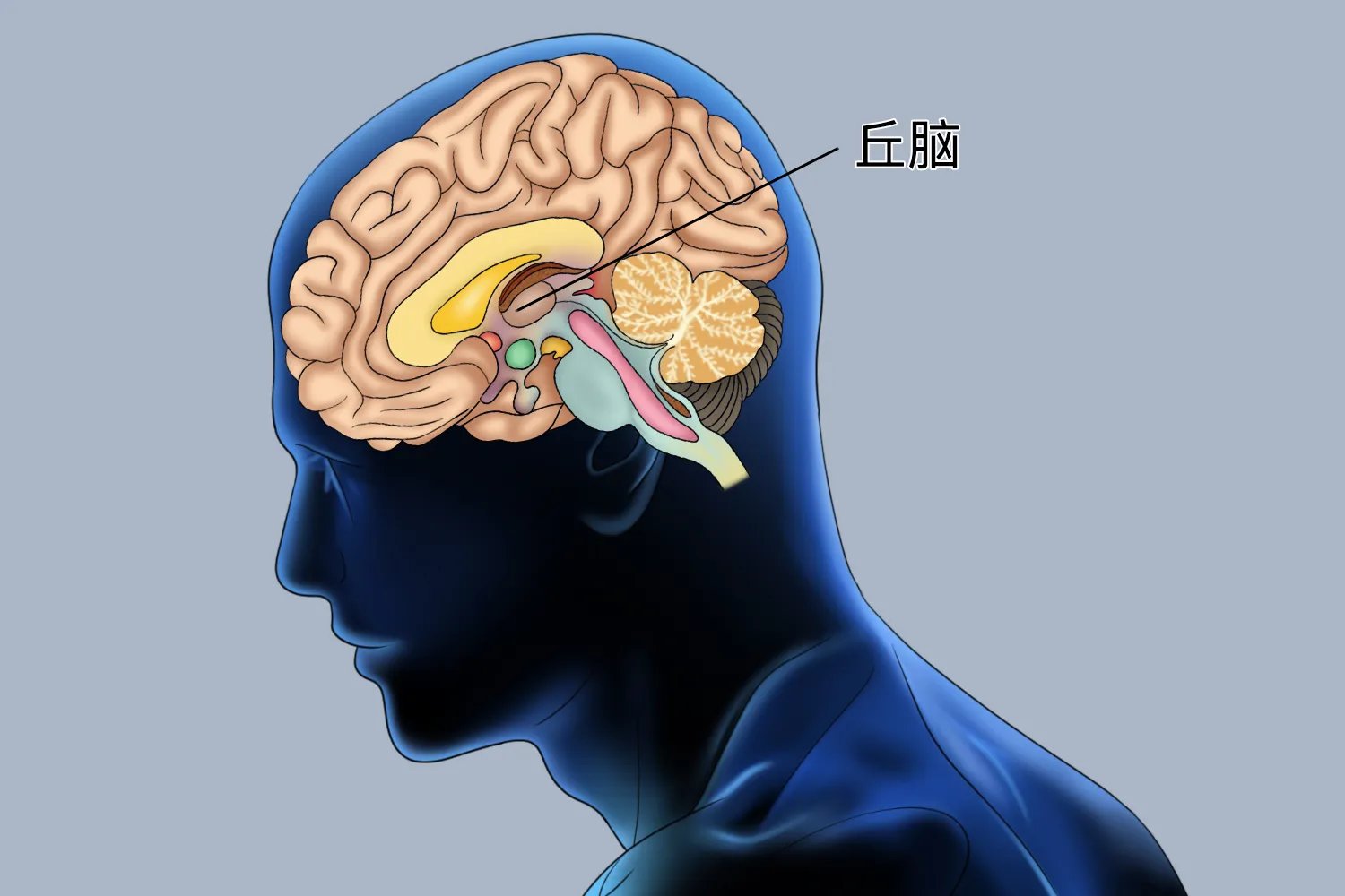 丘脑在头部位置图