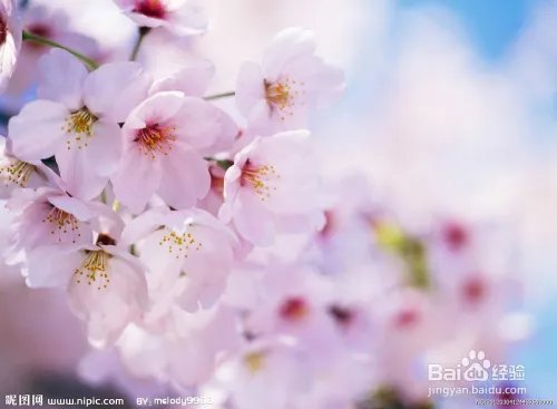 健康之路之养生美容多吃”花“