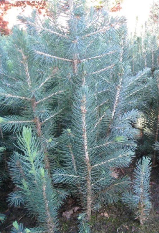 哪有蓝色的树？