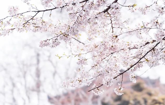 3月份去哪里旅游最好国内 三月国内旅游好去处推荐