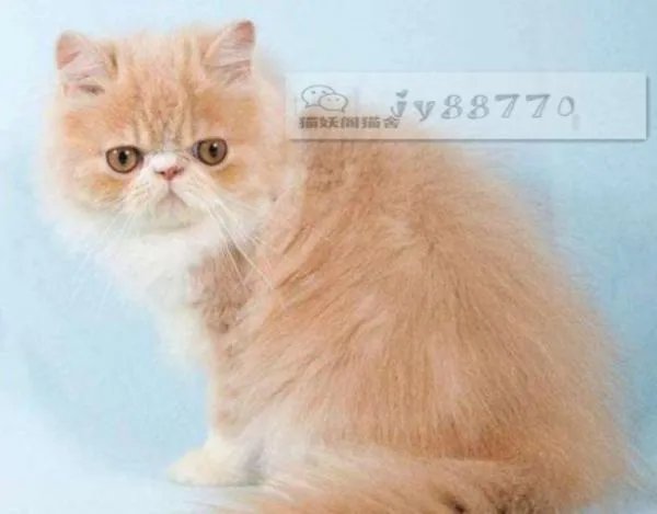 纯种的波斯猫大概多少钱一只?