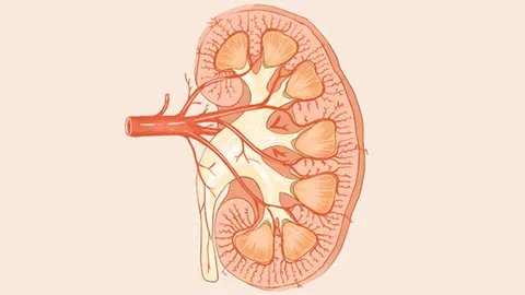 肾部囊肿是什么原因