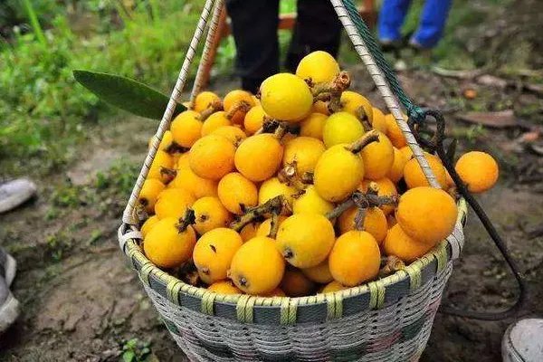 中国枇杷之乡在哪里？