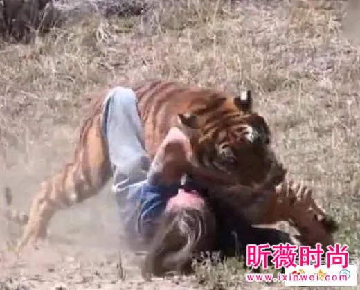 男子作死挑逗老虎:下一秒悲剧（组图）