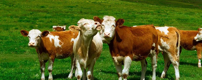 1985年出生是什么命运势如何 1985年出生的人是什么命