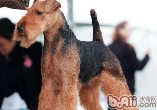 威尔士梗的饲养要点有哪些？