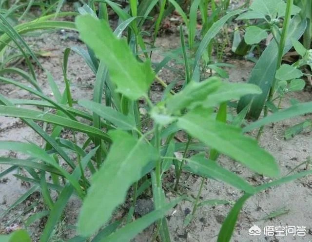 农村田野很多野菜都冒出了头，什么野菜是这个时节比较好采又好吃的？