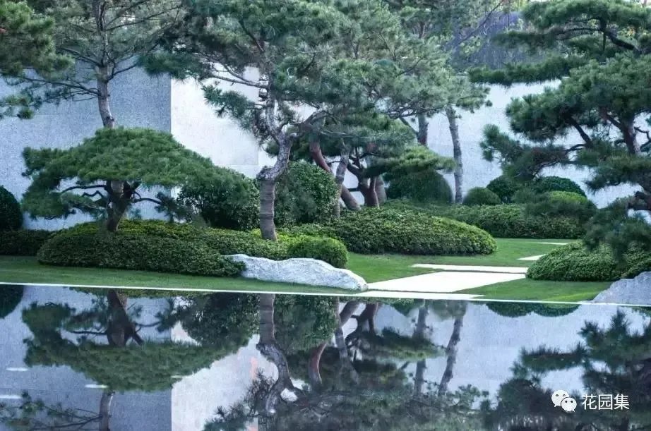 造型松，无奇不自由！气质庭院必备元素