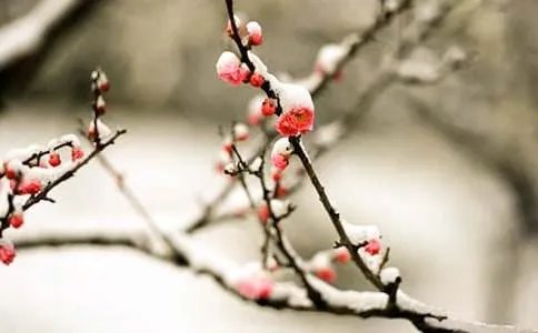 赞美梅花的经典诗句