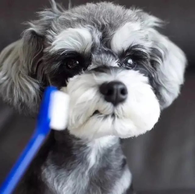 为什么很多养过雪纳瑞的人，都不愿意再养其他的狗呢？