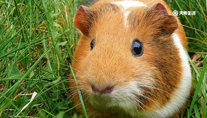 荷兰猪公母怎么分 荷兰猪的寿命有多长