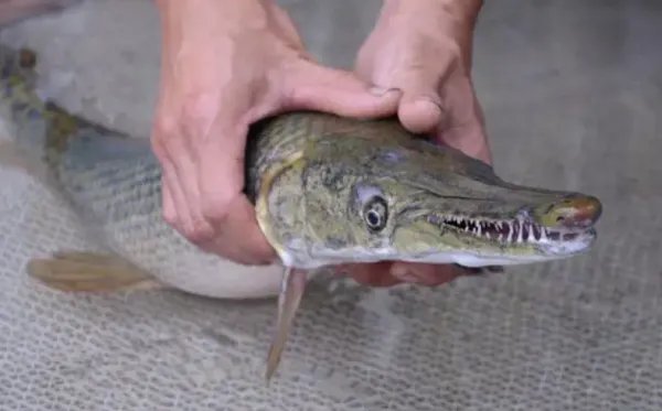 连夜抓捕，泉州一寺庙放生池惊现“怪鱼”！放生鳄雀鳝会有哪些危害？